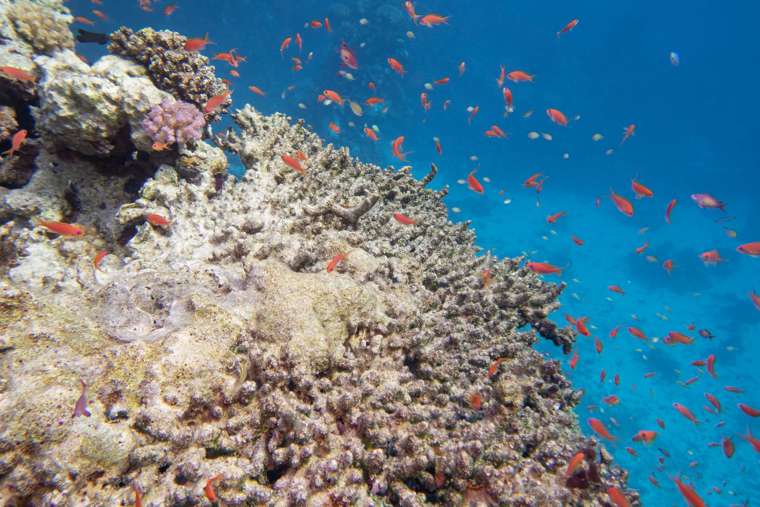 Une scène sous-marine colorée avec un récif de corail entouré de nombreux petits poissons rouges nageant dans une eau bleue claire. L’ambiance est calme et naturelle, typique d’un milieu tropical.