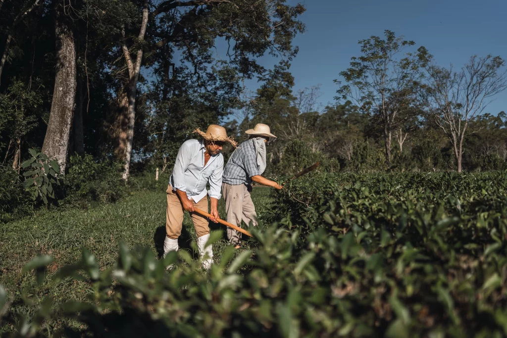 Deux hommes avec un chapeau sont en train de s'occuper de leur plantes dans un milieu rempli de verdure