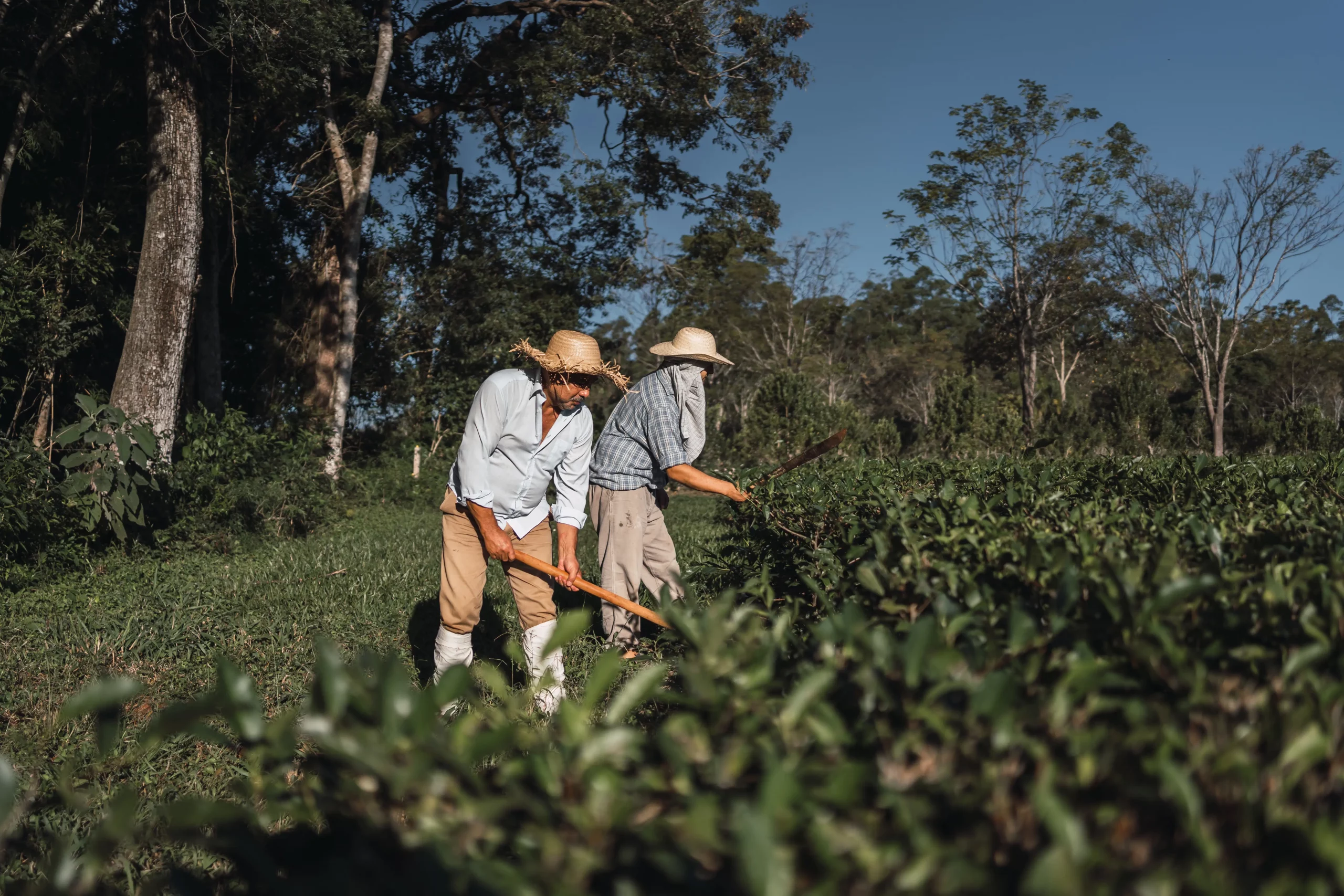 Deux hommes avec un chapeau sont en train de s'occuper de leur plantes dans un milieu rempli de verdure