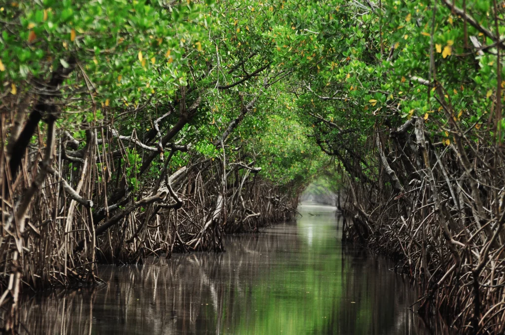 Un petit passage d’eau au milieu d’arbres appelés mangroves. Leurs racines sortent de l’eau et se croisent comme un tunnel naturel. L’endroit semble calme et vert. Ce paysage se trouve souvent près de la mer, dans les pays chauds. Ces arbres protègent la côte et servent d’abri à beaucoup d’animaux.