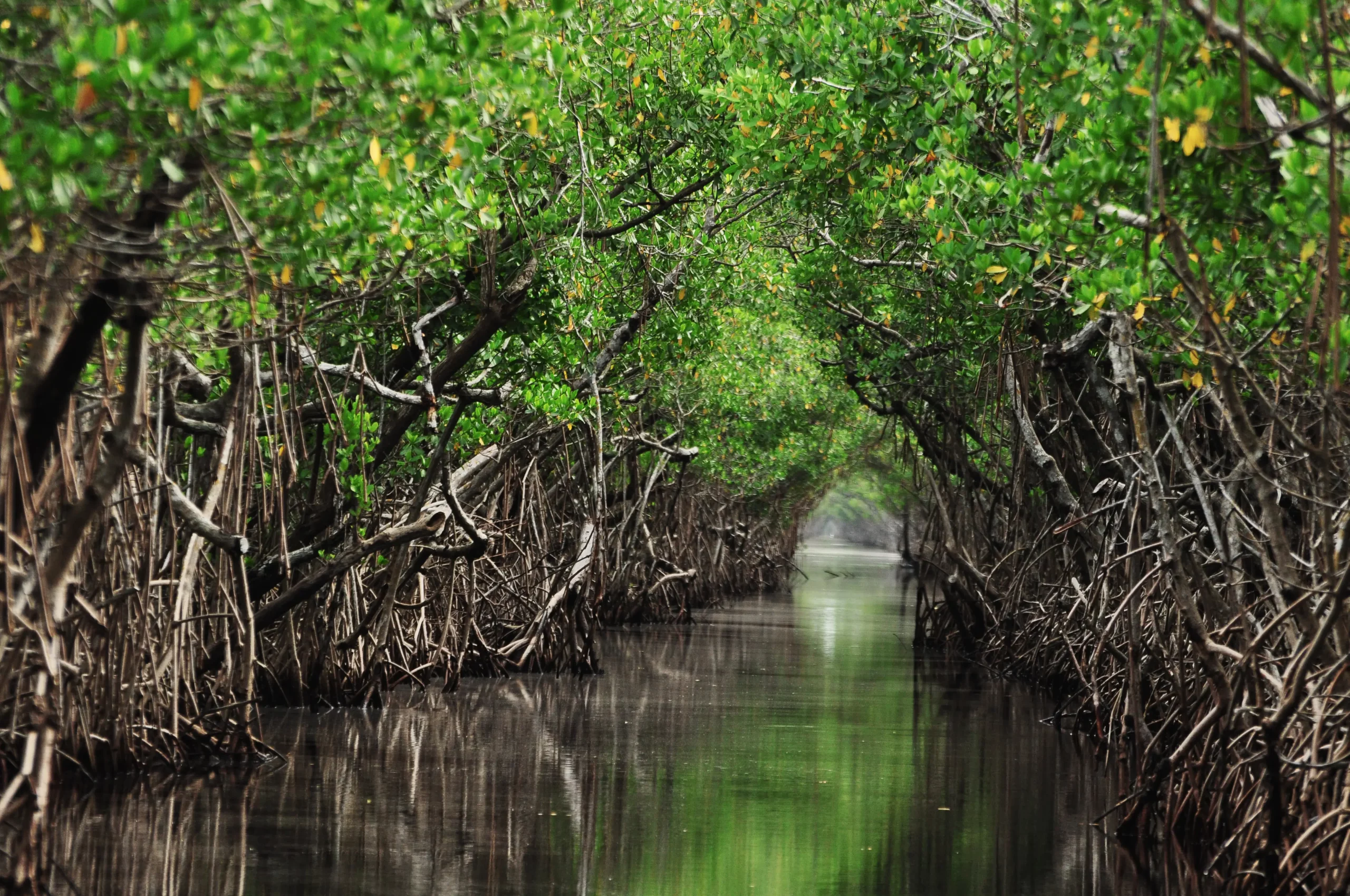 Un petit passage d’eau au milieu d’arbres appelés mangroves. Leurs racines sortent de l’eau et se croisent comme un tunnel naturel. L’endroit semble calme et vert. Ce paysage se trouve souvent près de la mer, dans les pays chauds. Ces arbres protègent la côte et servent d’abri à beaucoup d’animaux.