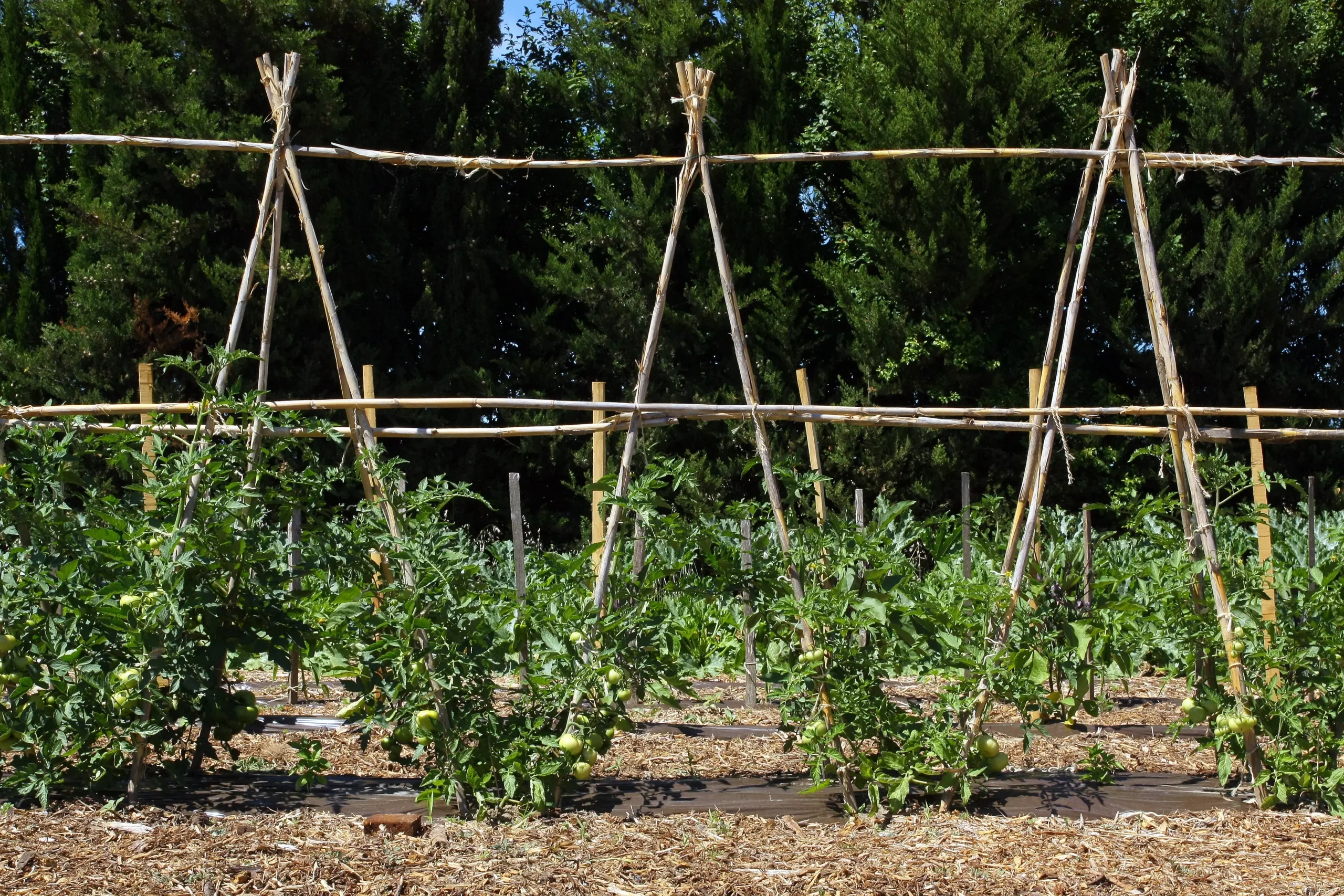 On voit un potager avec des plants de tomates. Les plantes sont attachées à des tiges en bois pour les aider à pousser droit. Les tomates sont encore vertes. On dirait que le jardin est bien entretenu et qu’il fait beau.