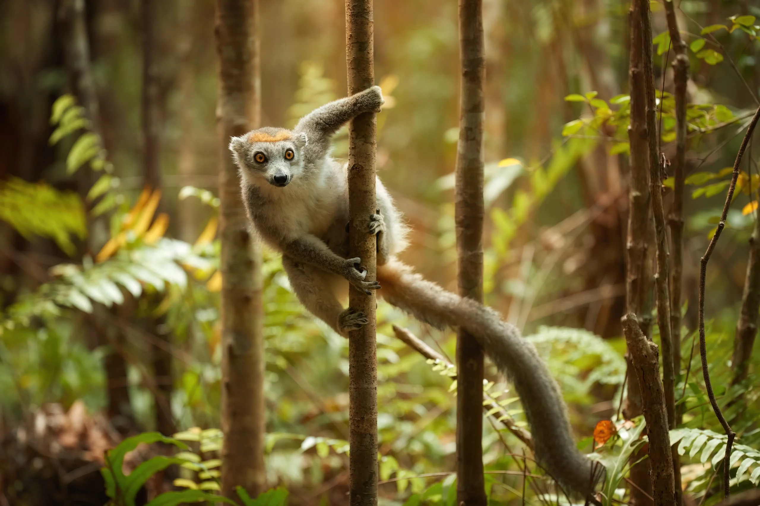 un suricate sur une branche au milieu d'une forêt avec des arbres fins ,des plantes et des feuilles