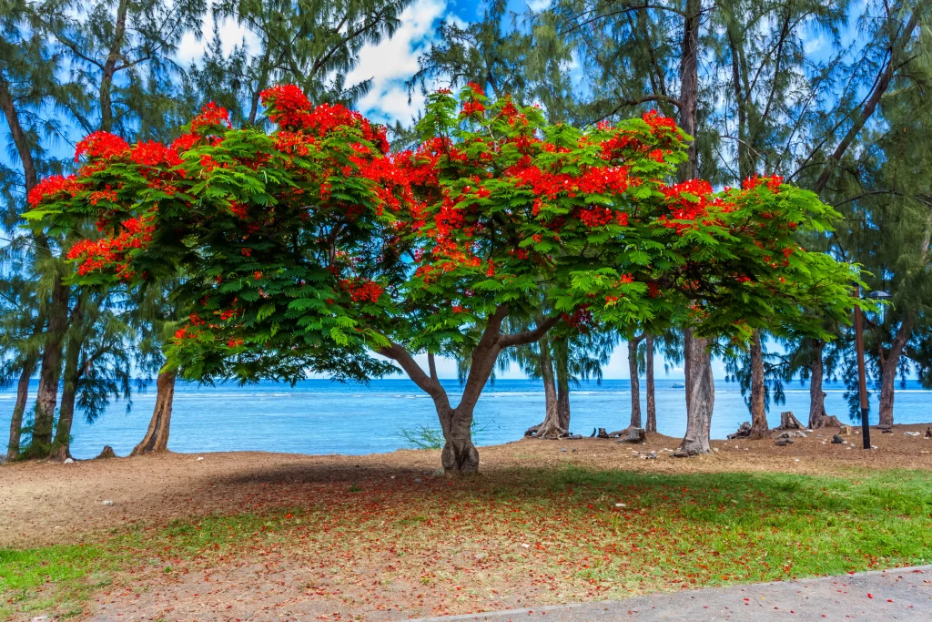 Un arbre tropical aux fleurs rouges éclatantes se dresse face à la mer, sous un ciel bleu lumineux. La scène évoque un paysage côtier paisible, typique d’une région chaude et exotique.